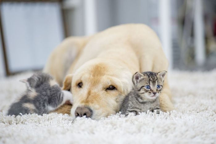 Carpet Cleaning by EcoWise Carpet Cleaning